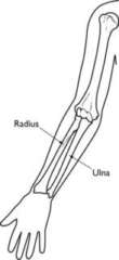 braccino-avambraccio-radio-ulna avambraccio-braccino