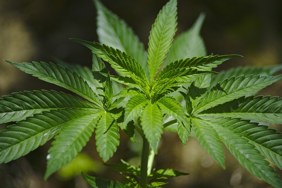 Germoglio di Cannabis
