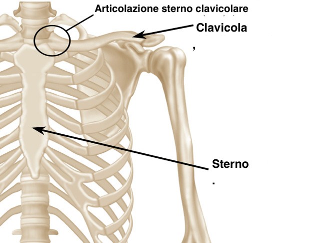 Anatomia sterno clavicolare