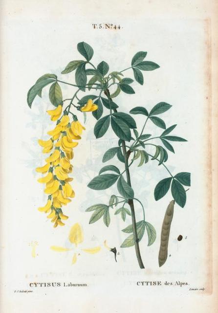 Fiori di Cytisus Laburnum