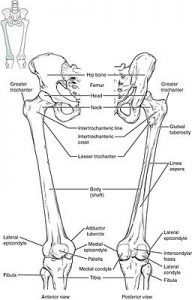 Anatomia dello scheletro dell'anca e del femore