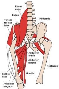 Anatomia dei muscoli anteriori dell'anca e dell'inguine
