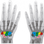 Anatomia ossa del carpo