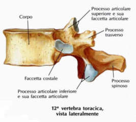Anatomia vertebra lombare
